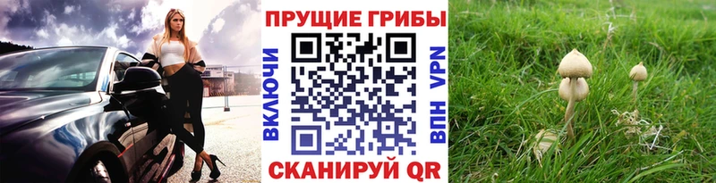 Галлюциногенные грибы Cubensis  Лесозаводск 